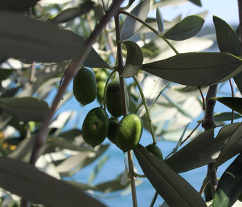 Does Squalane Oil Clog Pores?