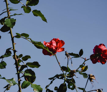 Is Rosehip Oil Good For The Skin? Skin Benefits & How To Use